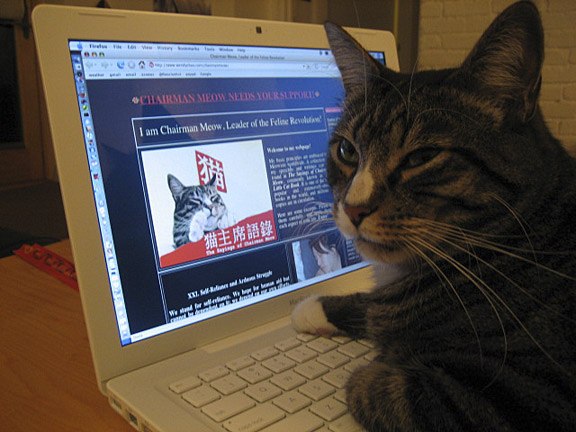 Коты осваивают социальные сети