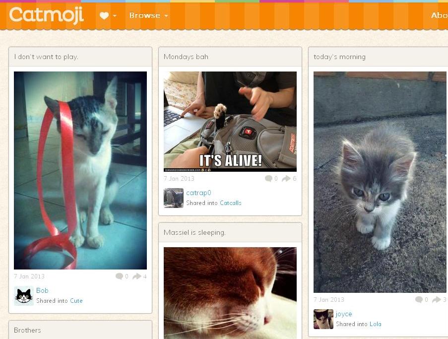 Коты осваивают социальные сети