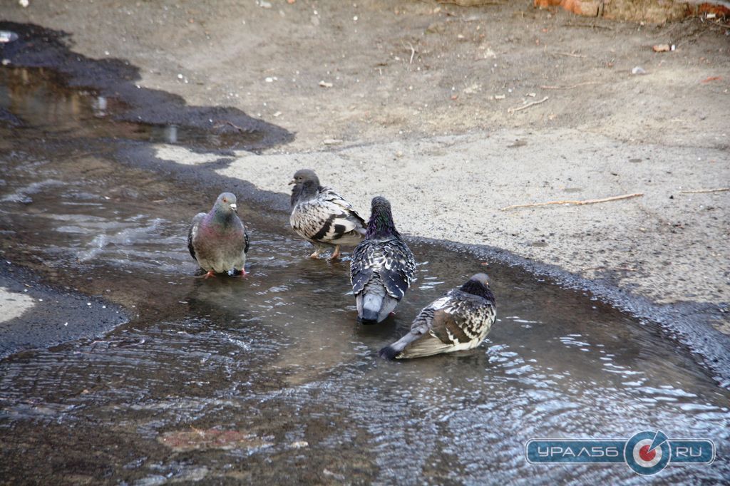 В ручьях на улице Суворова купаются голуби. Орск