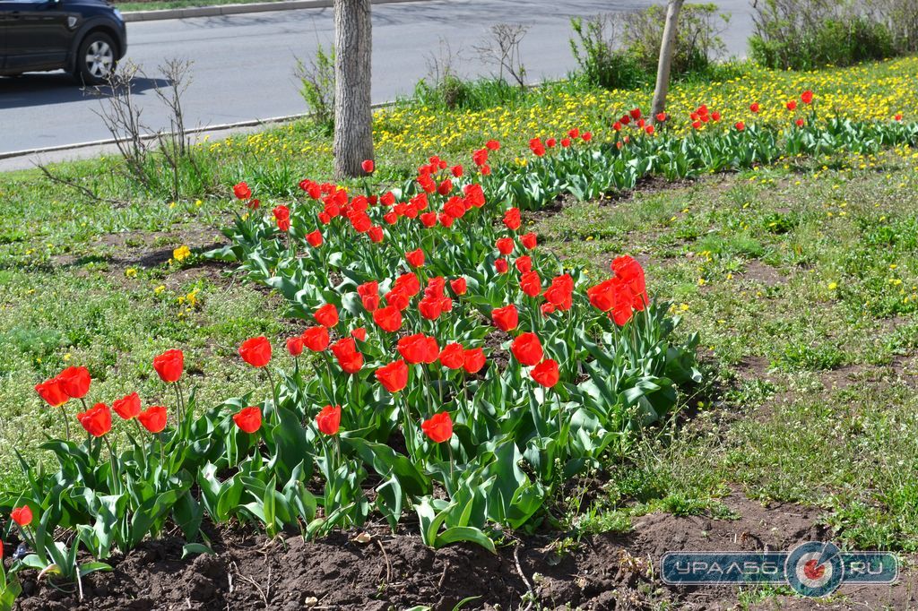 Тюльпаны на улице Чкалова. Оренбург