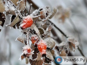 В Оренбургской области в выходные обещают снег, туман и морозы