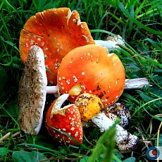 Урал56.Ру нашел самые опасные и необычные грибы Оренбургской области 🍄