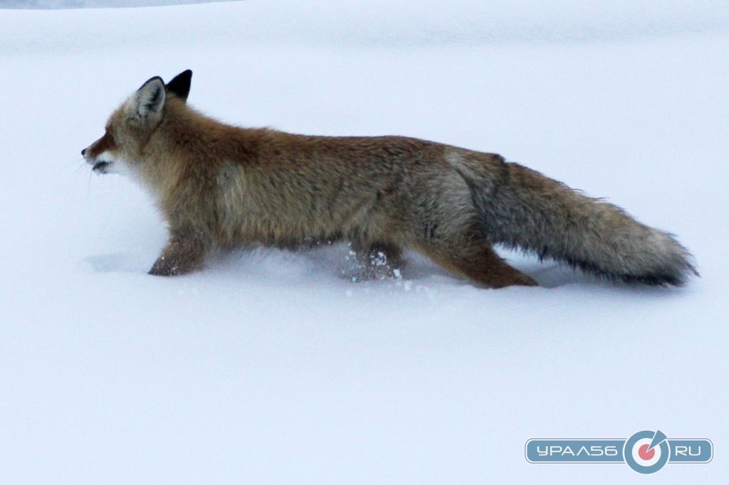 Оренбургскую область атакуют бешеные лисы