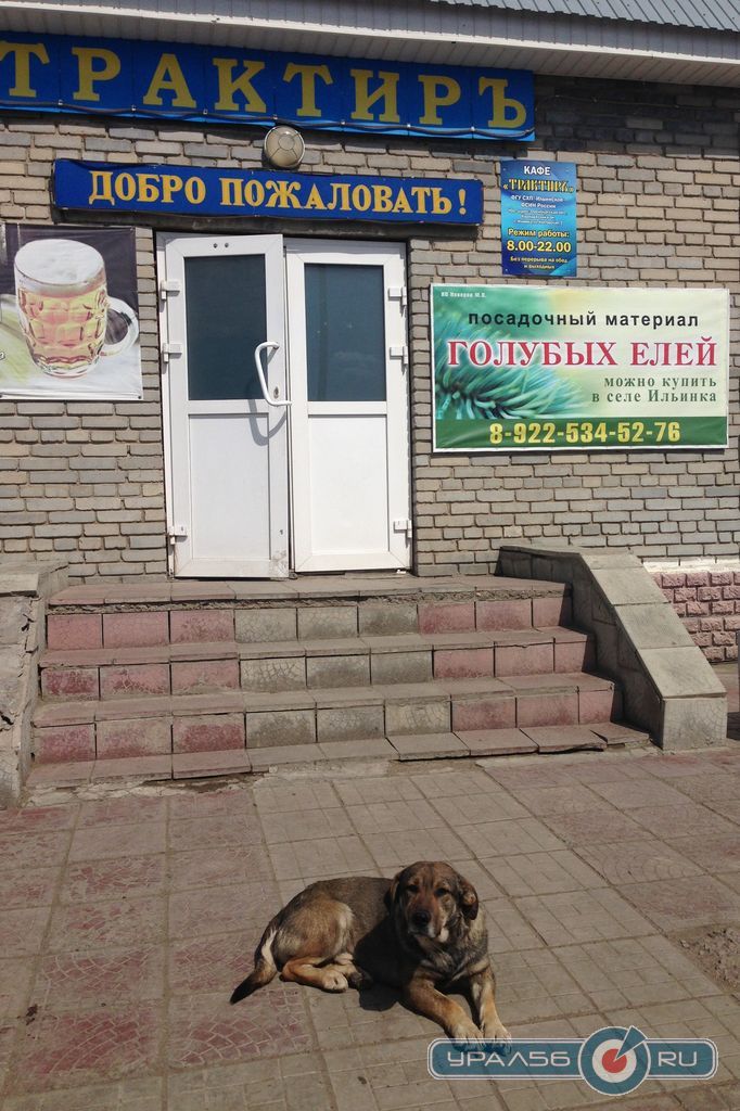 придорожные кафе в оренбургской области, придорожный сервис в оренбургской области