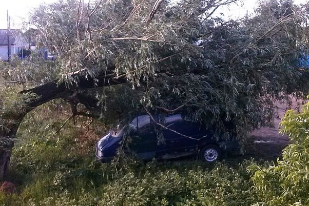 В Соль-Илецке на машину упало дерево