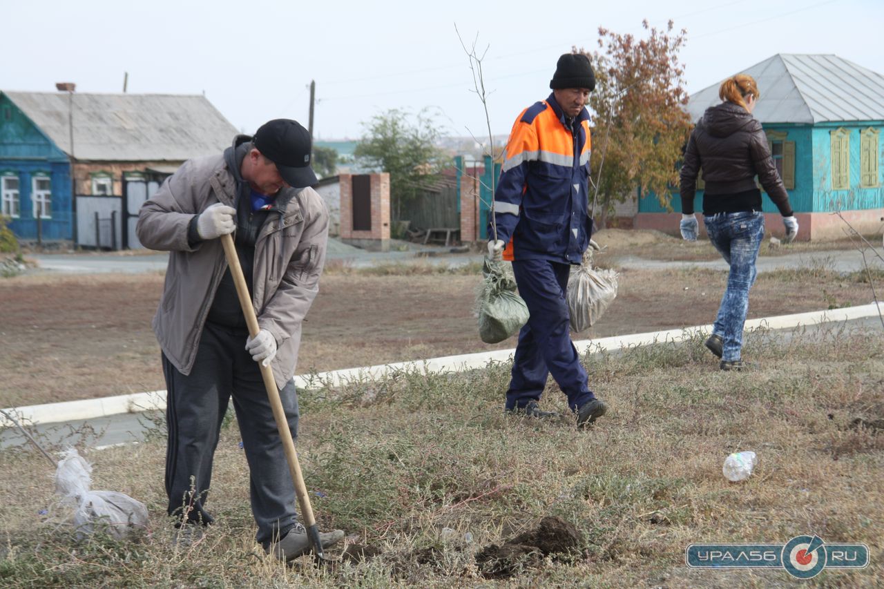 Глава Советского района Дмитрий Задков сажает деревья вместе с сотрудниками районной администрации