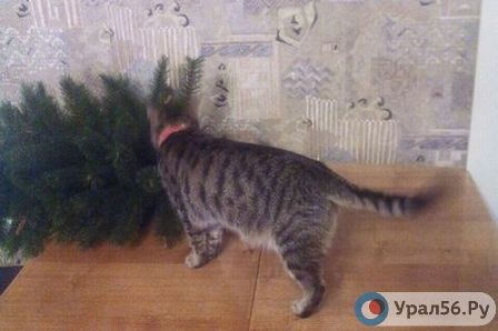 Кошка Буся знакомится с елкой