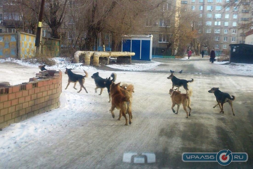 Стая бродячих собак в районе парка Строителей. Орск