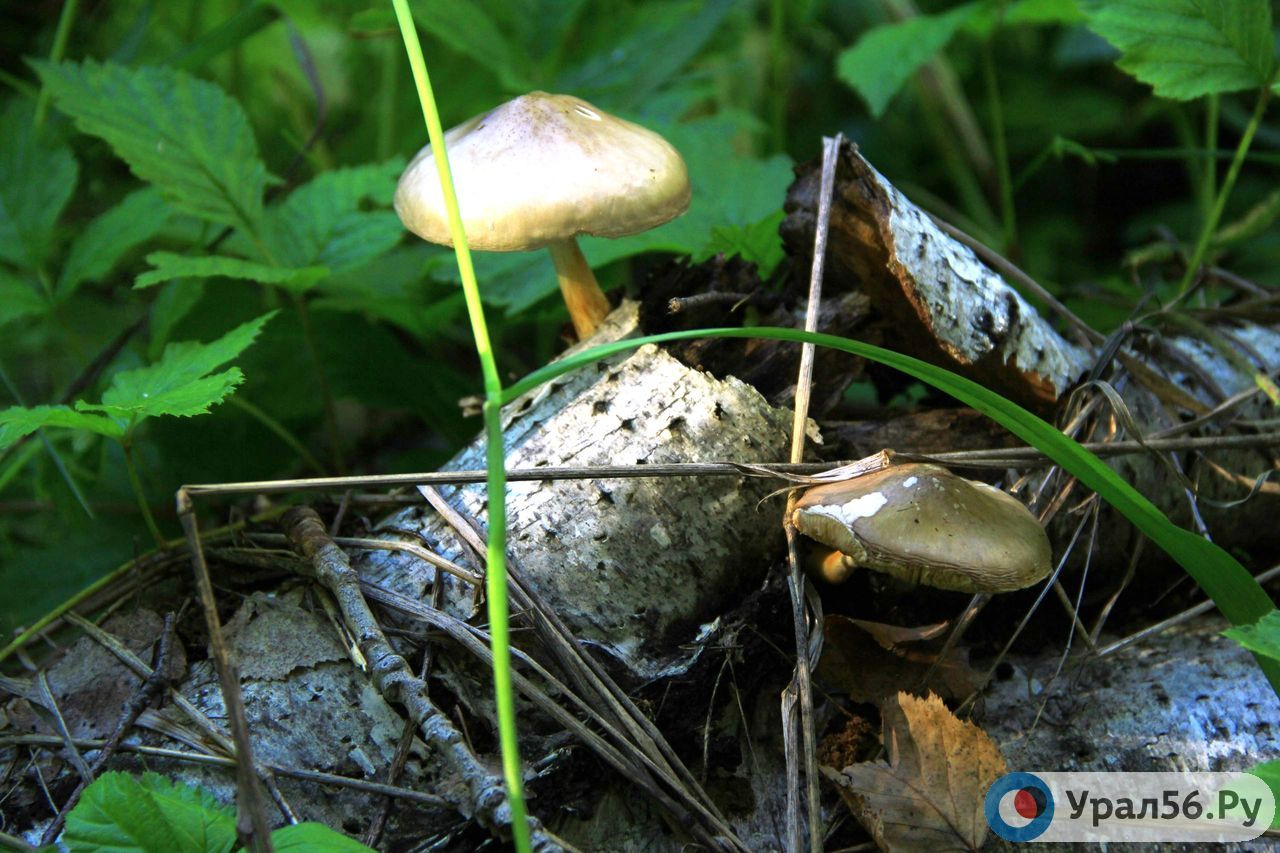 Съедобные грибы в оренбургской области фото и описание