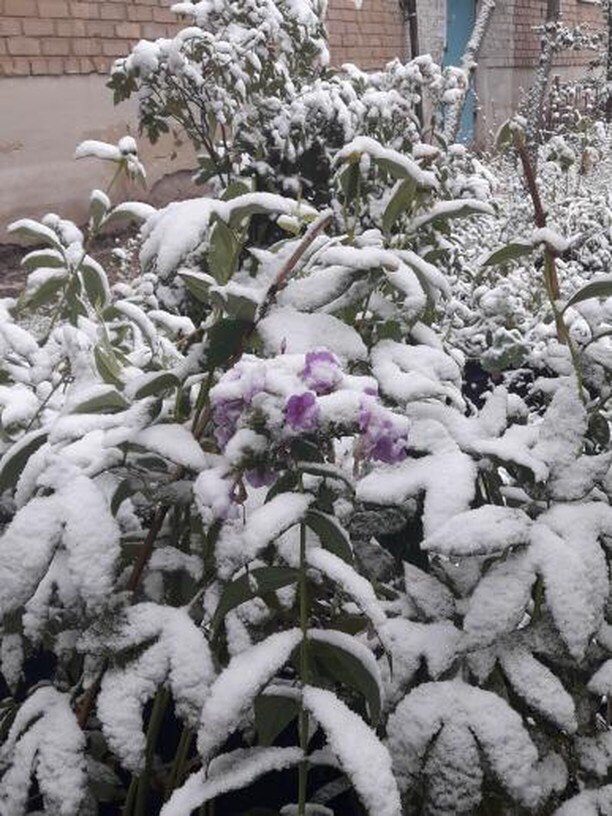 В области выпал снег. Снег в Оренбургской области. Первый снег в Оренбурге. Снег в Медногорске. В Оренбурге выпал снег.