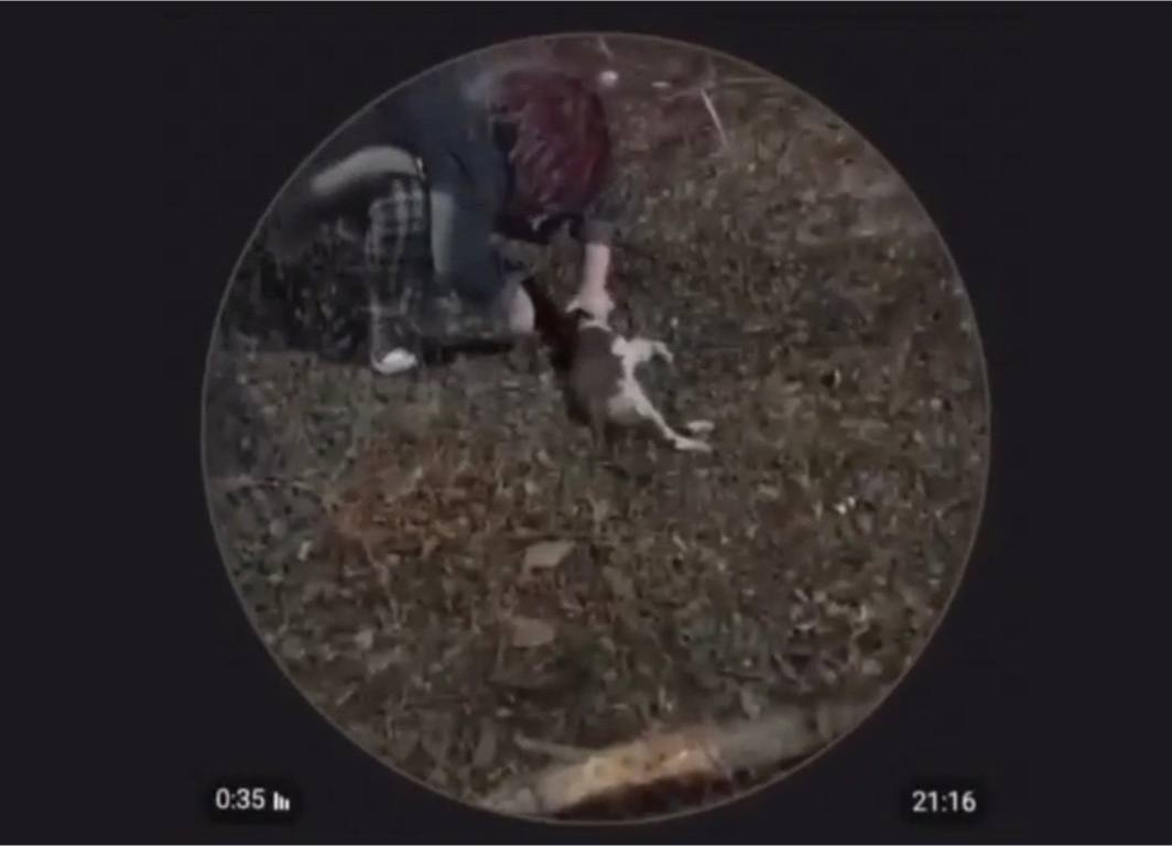 Скриншот видео, на котором школьница отрезает голову коту. Источник: Подслушано Медногорск