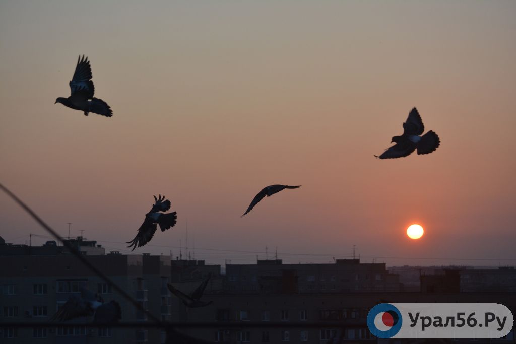В Оренбурге и Орске в эти выходные обещают до +19°C и +12°C