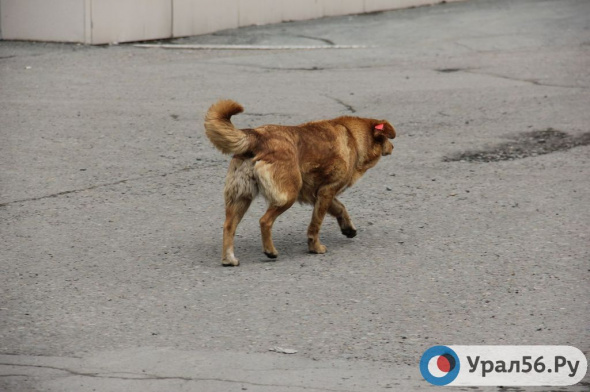 Администрация Оренбурга ищет подрядчика для отлова собак на сумму 1 млн рублей