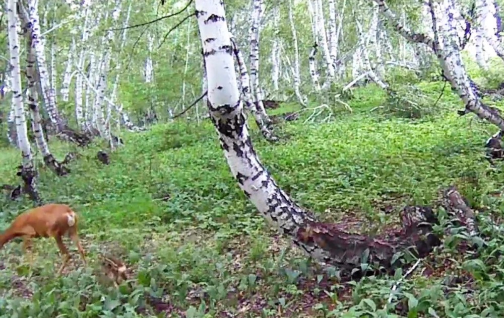 Косуля с крохотным детенышем, стоп кадр из видеозаписи