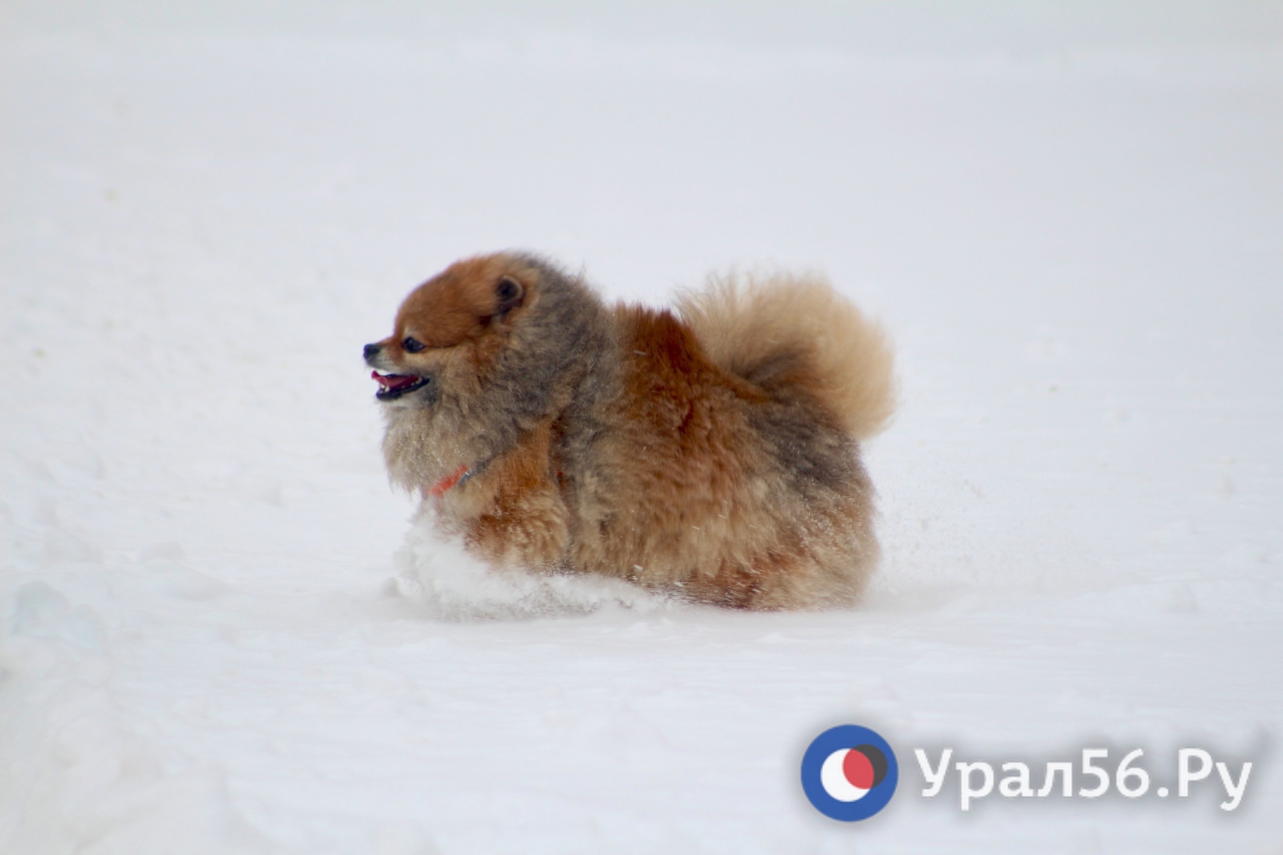 Снег в Оренбурге и собака. Фото из архива