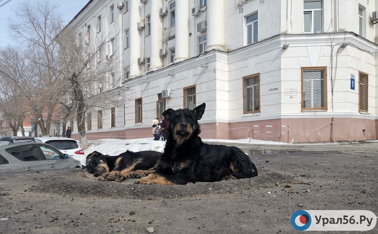 Бездомные собаки, Оренбург