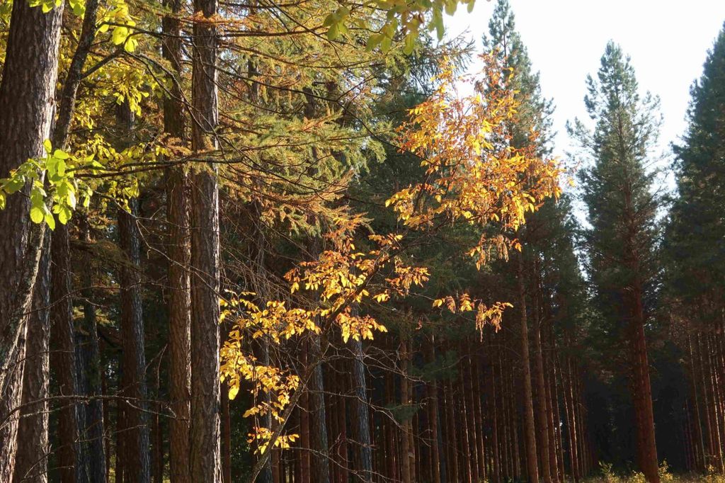 Бузулукский бор, фото: национальный парк