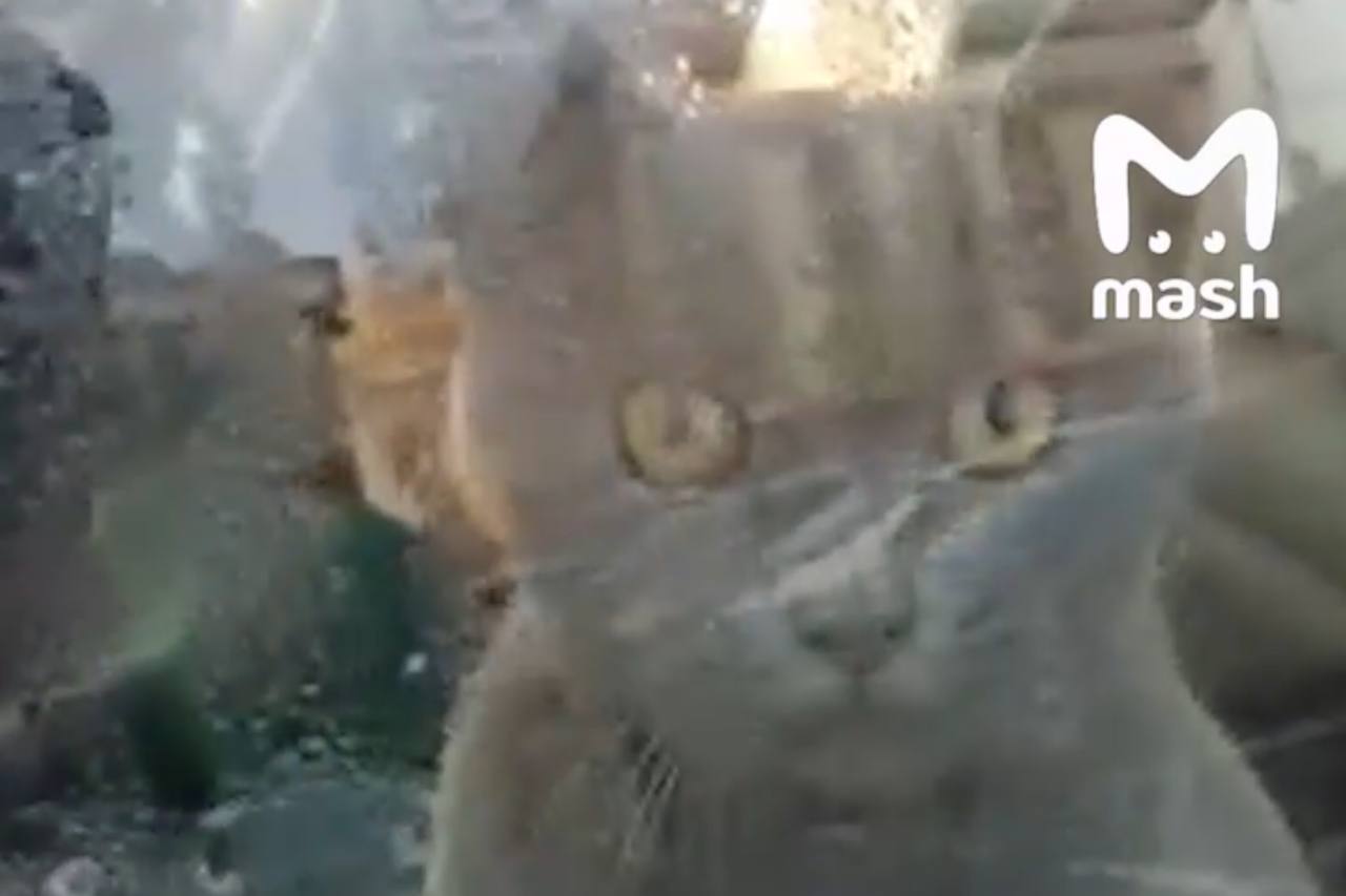 Запертая в автомобиле кошка. Источник: ТГ-канал Mash