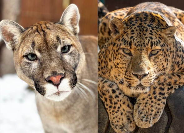 Брошенные в зоопарке Оренбургской области пума Бостон и леопард Булка обрели дом