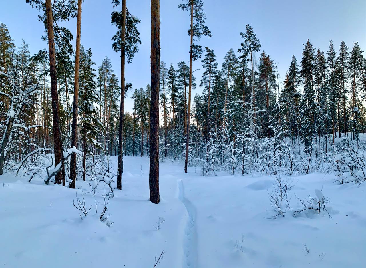 Снежный лес в национальном парке. Фото: Бузулукский бор