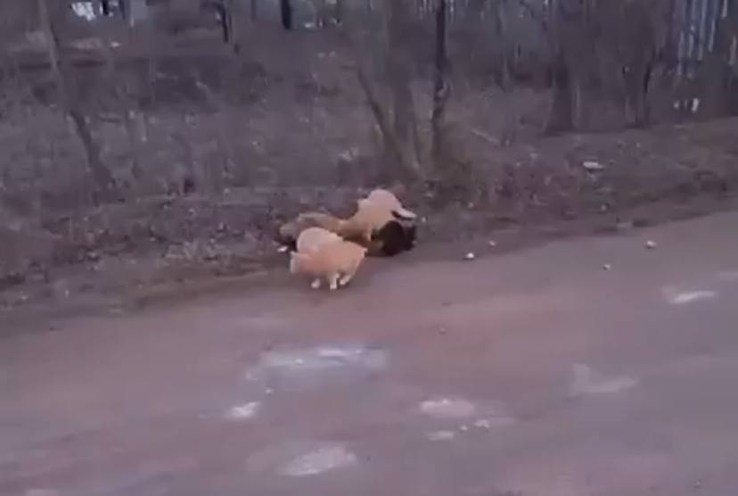 Стоп-кадр видео с выброшенными котами. Источник: Кошкин дом «Филимоша»