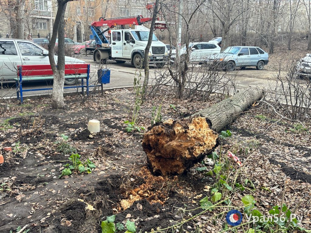 Срубленное дерево. Фото из архива 
