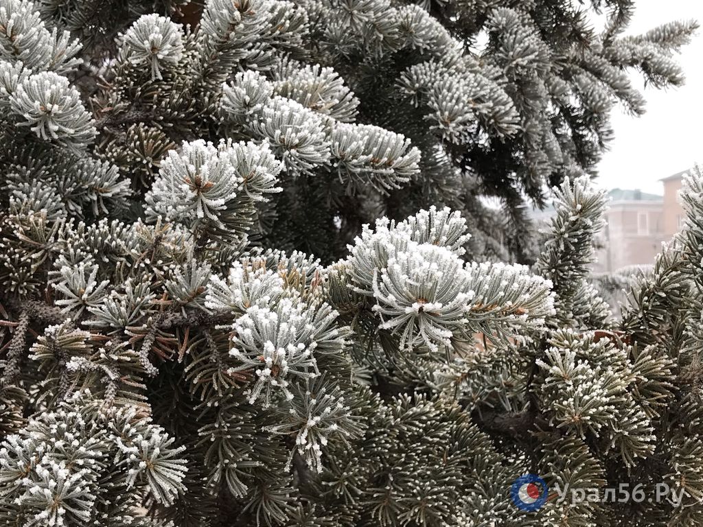 Хвоя голубой ели