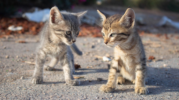 Котята