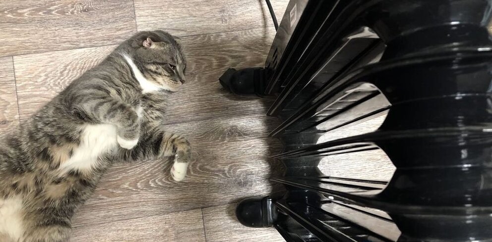 Кот, греющийся около батареи