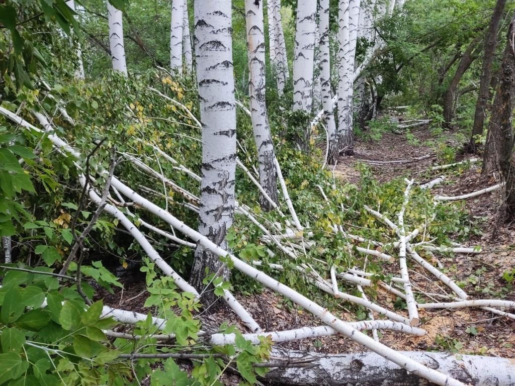Срубленные деревья. Фото: УМВД России по Оренбургской области