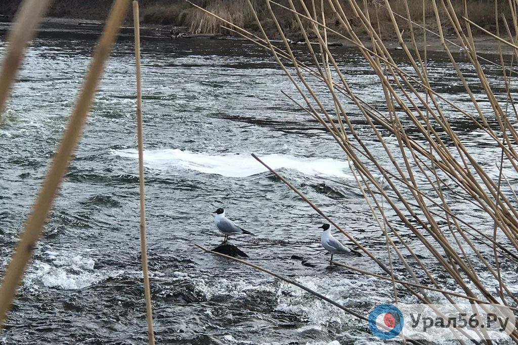 Какой уровень воды в сакмаре у оренбурга