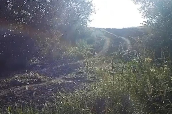 Стоп-кадр из видео ТГ-канала «Заповедники Оренбуржья»