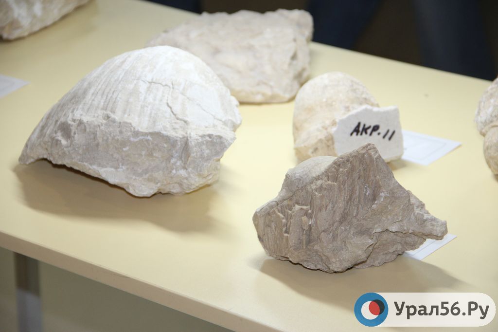 На Центральном карьере ЮУГПК начала работу экспедиция палеонтологического института РАН