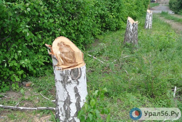 В Оренбурге возбудили уголовное дело после незаконной вырубки деревьев 