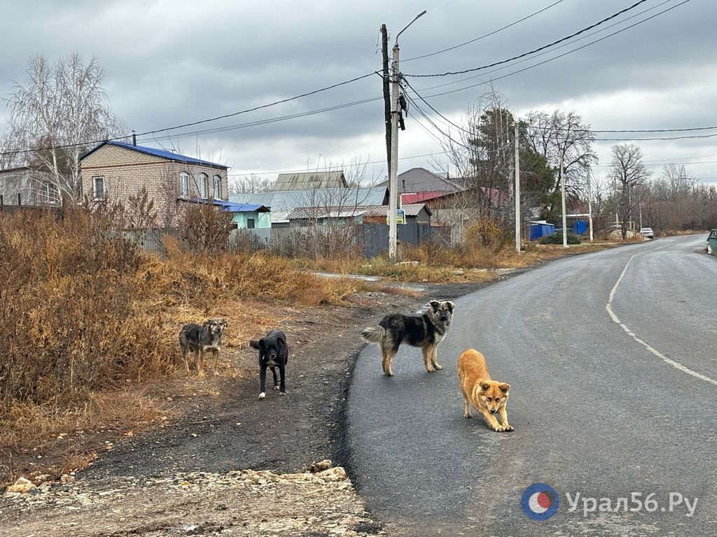 Собаки в Оренбургской области