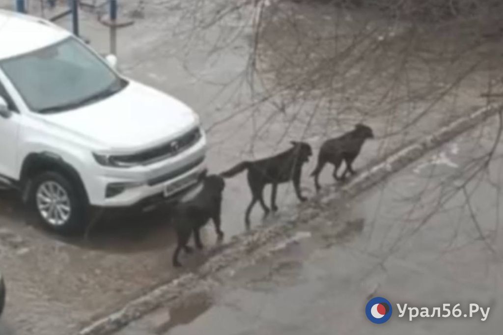 Бродячие собаки на улице Братской в Орске