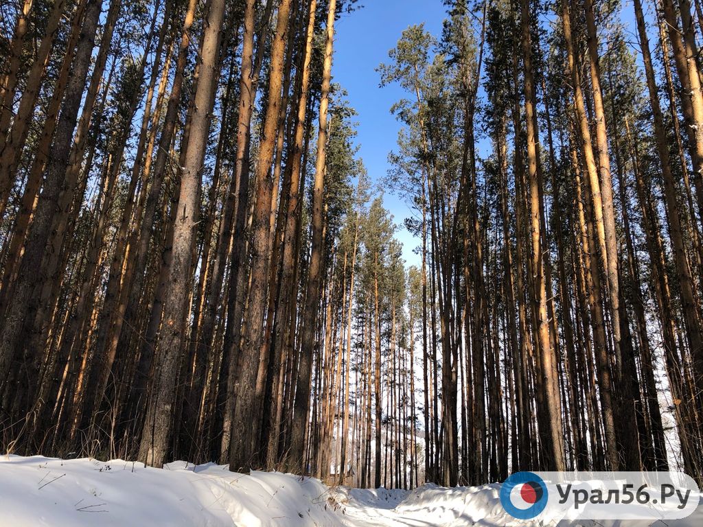 Зимний лес, фото сделано в Башкортостане