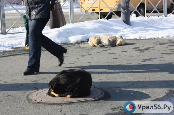 В Орске насчитали 4,5 тысячи бездомных собак. На их отлов требуется 58,5 млн рублей