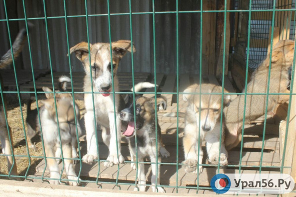 В Бурятии приняли закон об эвтаназии собак. Зоозащитники из Оренбурга высказались против этого решения 