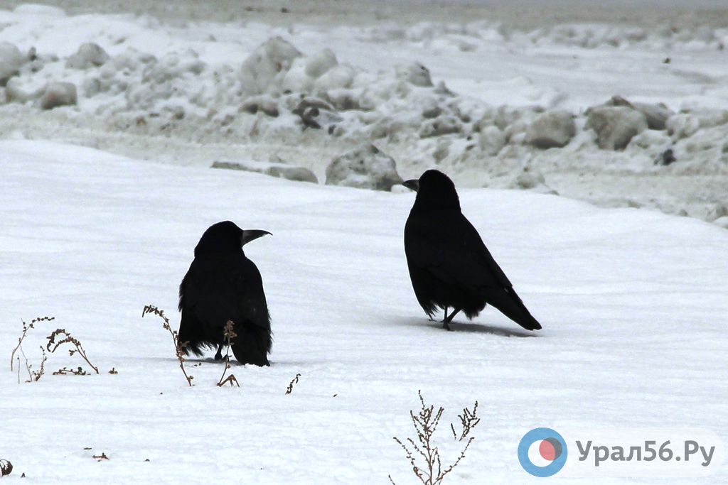 Фото дня: в Оренбургскую область прилетели грачи