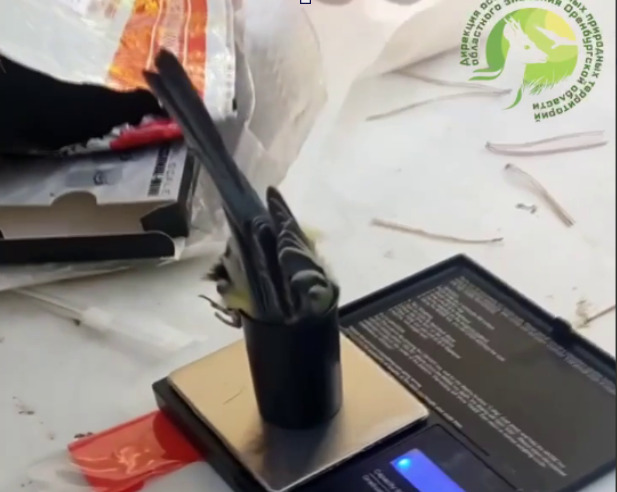 Процесс кольцевания птицы. Фото: заказник «Светлинский»