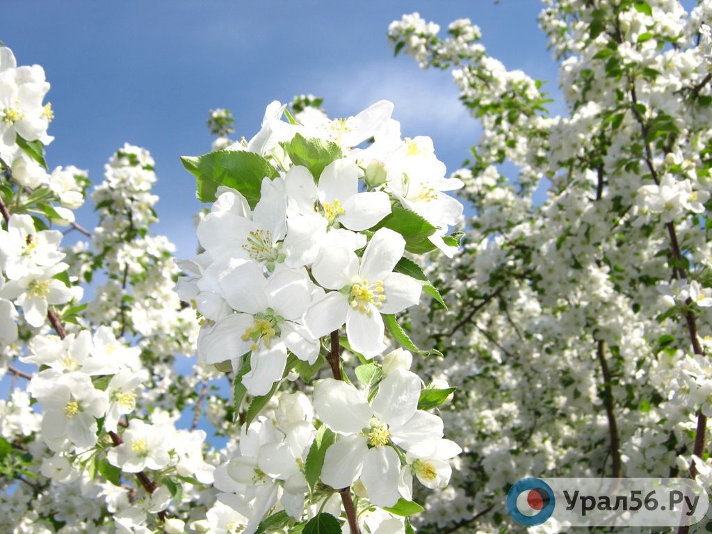 Цветущий сад