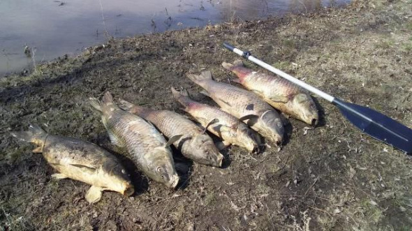 В Ташлинском районе полиция проверяет информацию о массовой гибели рыбы в реке Иртек 