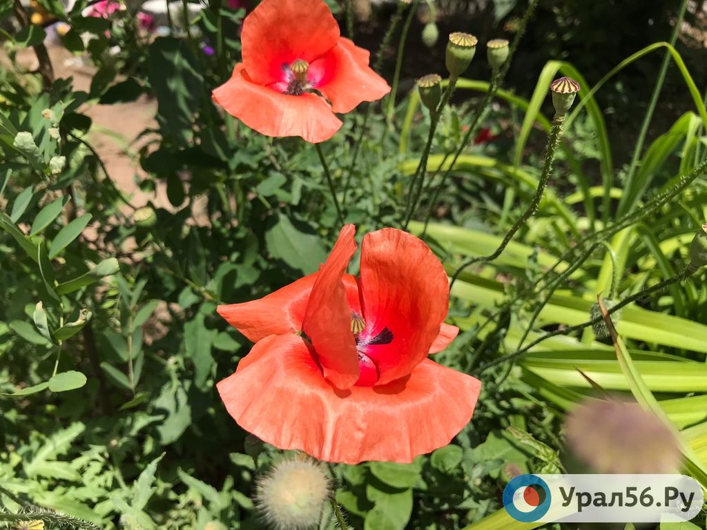Природа в Оренбургской области