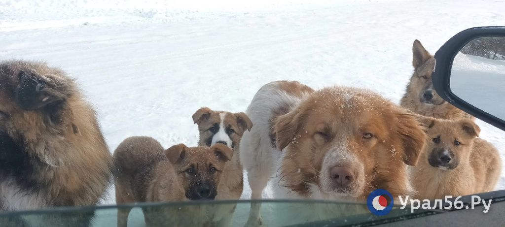 Бродячие собаки в Орске