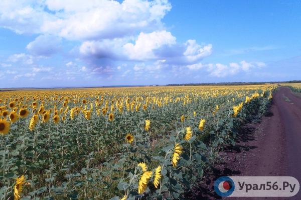 Неделя будет жаркой