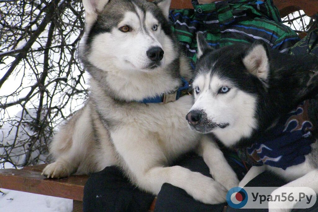 Владельцев собак в Оренбургской области обязали регистрировать своих питомцев