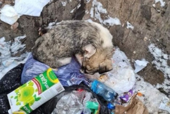 Неизвестный мужчина в Оренбурге избил и выбросил в мусорный бак щенка