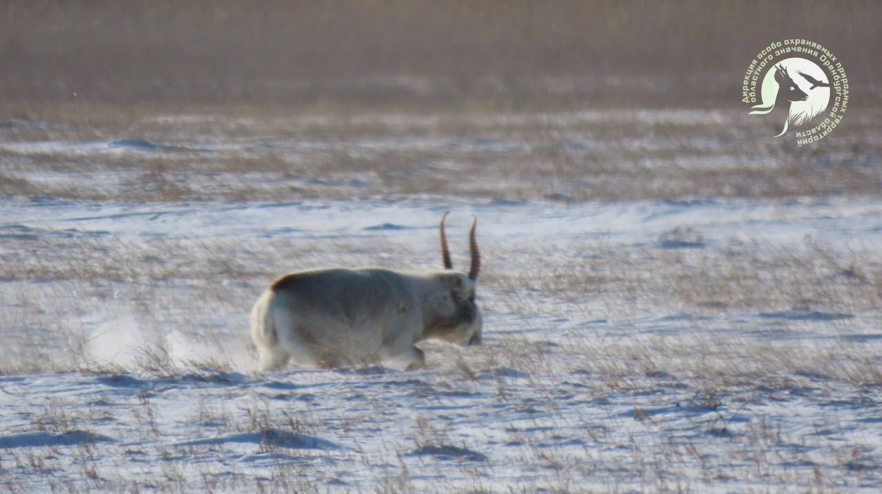 Сайгак в заказнике Светлинский