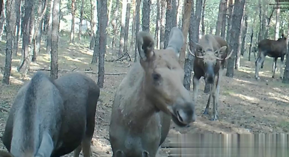 Кадр из видео разговора лосей. Виде: Бузулукский бор